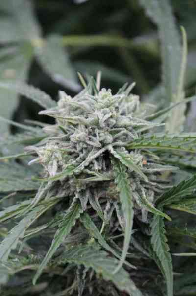 Northern Lights 2